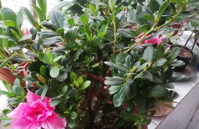 杜鹃花哪个季节开放?杜鹃花语和寓意