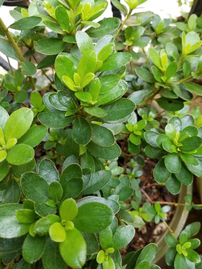 杜鹃花哪个季节开放?杜鹃花语和寓意