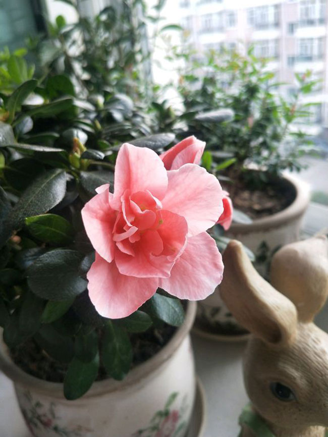 杜鹃花哪个季节开放?杜鹃花语和寓意