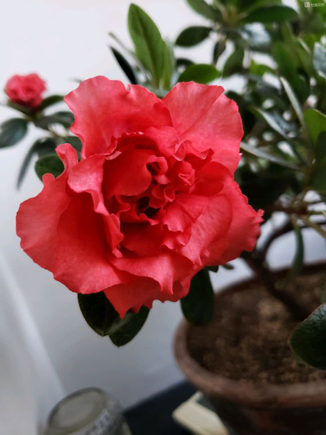 杜鹃花怎么养?杜鹃花的养殖方法和注意事项