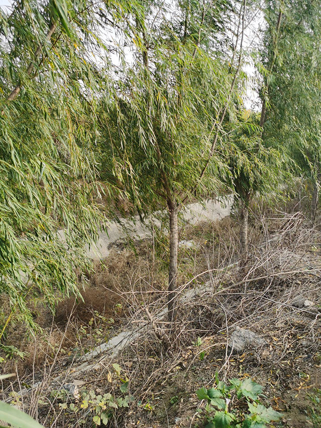 柳树什么季节种植最好?垂柳树的种植时间