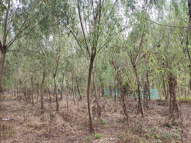 如何种植垂柳?垂柳种植方法