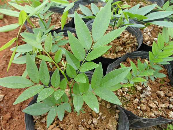 黄花梨