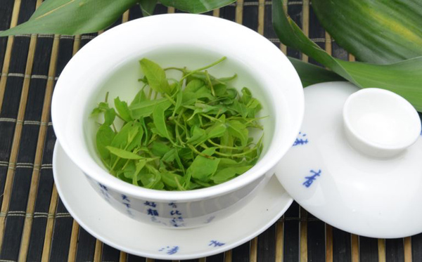 苦丁茶