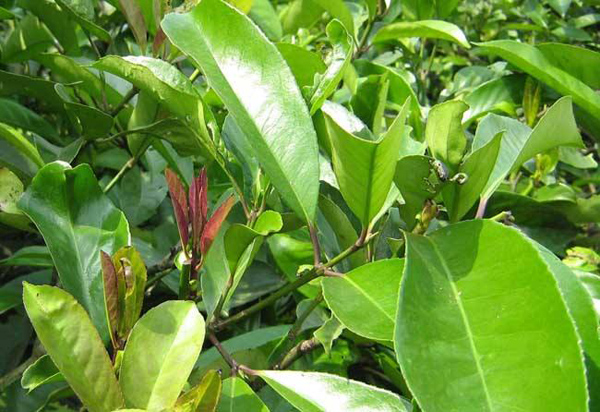 苦丁茶