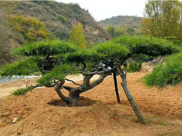 油松种植前景如何？附油松的栽植与养护