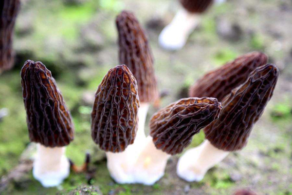 羊肚菌的种植前景怎么样？羊肚菌种植方法介绍