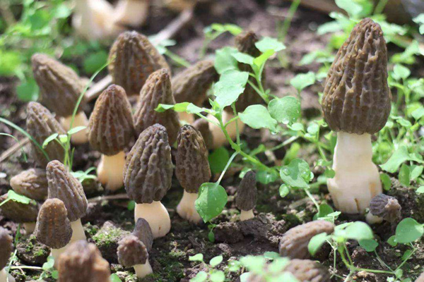 羊肚菌