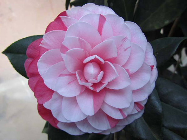 茶花五色赤丹几月开花？五色赤丹茶花怎么养？