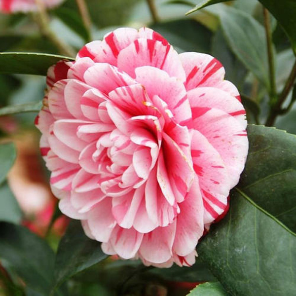 茶花五色赤丹