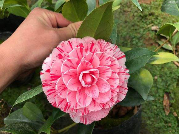 茶花五色赤丹