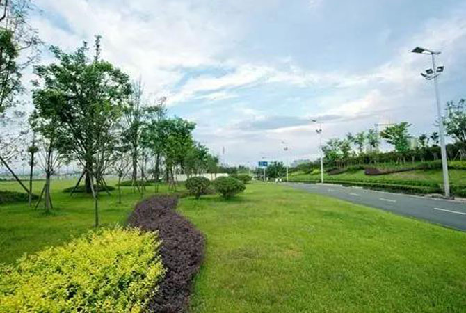 什么样的苗木才能掘金道路绿化市场？