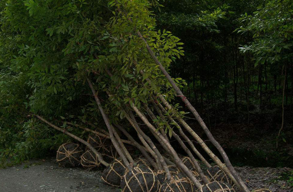 桢楠树