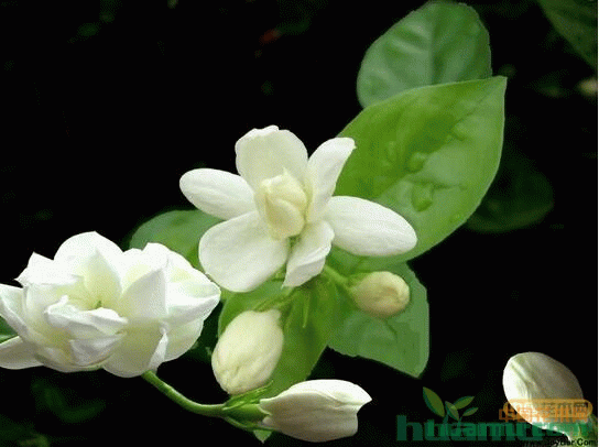 茉莉花简单养殖方法，茉莉花怎么养？