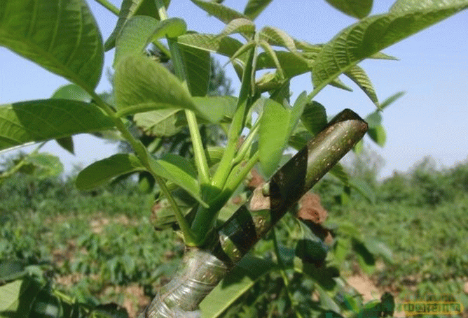 核桃树用什么树嫁接c.jpg