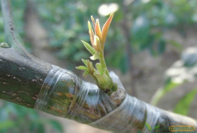 核桃树用什么树嫁接.jpg