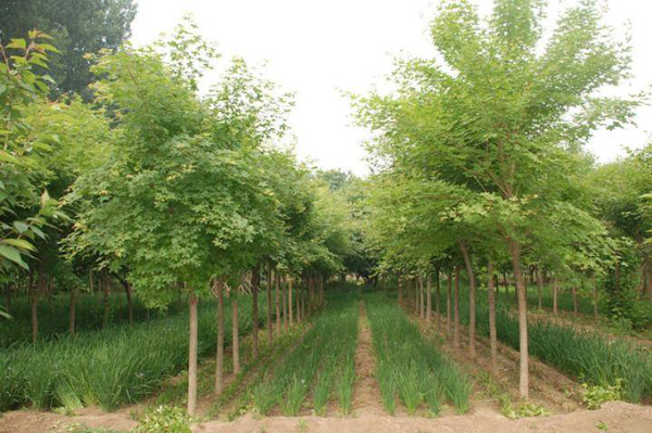 五角枫种植基地