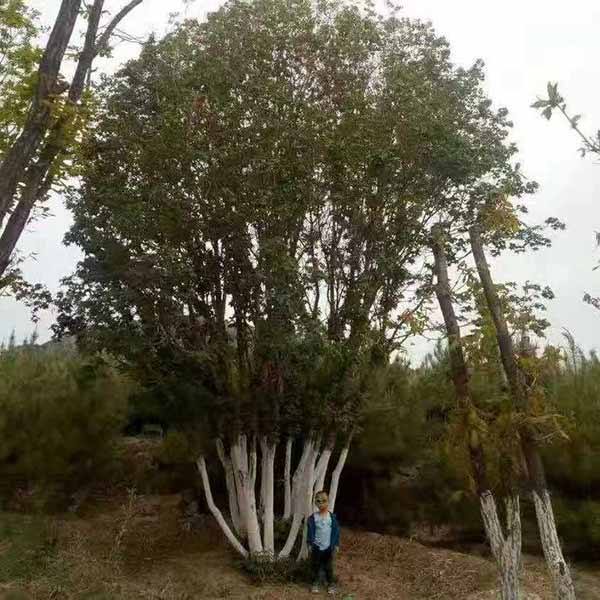 丛生五角枫产地是哪里？丛生五角枫几株一丛好？