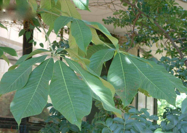 七叶树