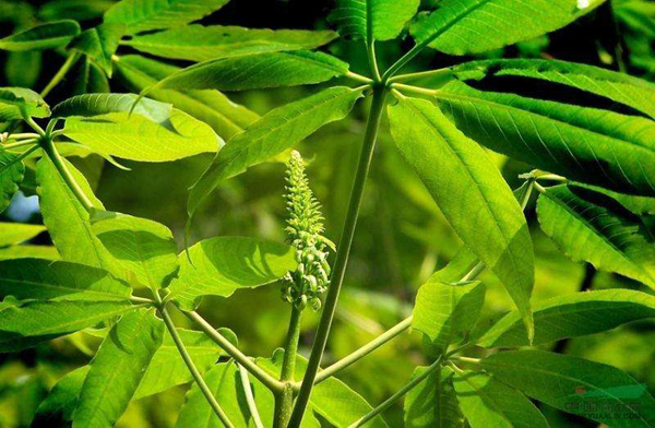 七叶树怎么种植？七叶树栽培技术