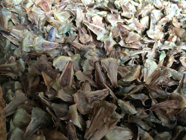 南洋杉种子如何处理?南洋杉的种植技术及管理方法