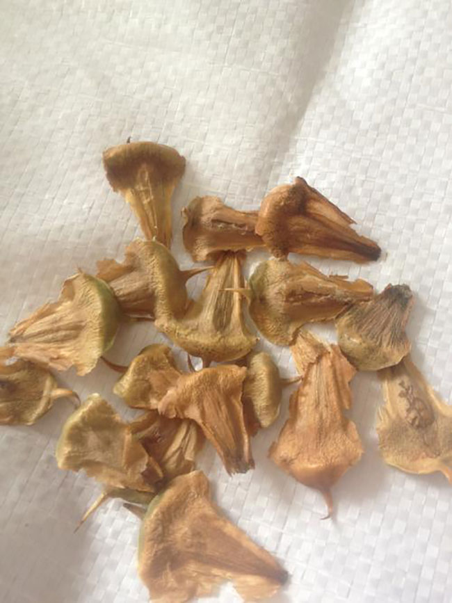 南洋杉种子