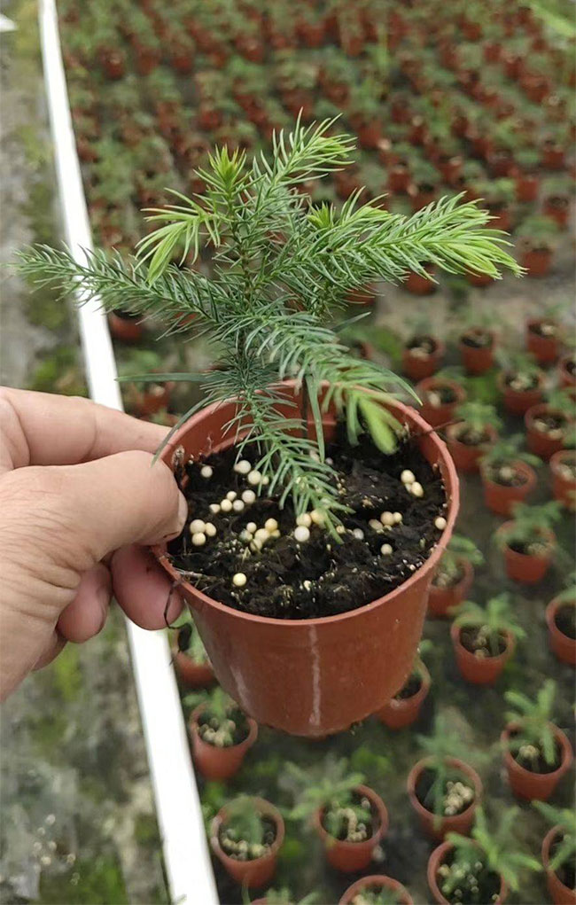 南洋杉种子如何催芽?南洋杉种子种植方法