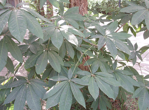 七叶树基地实拍