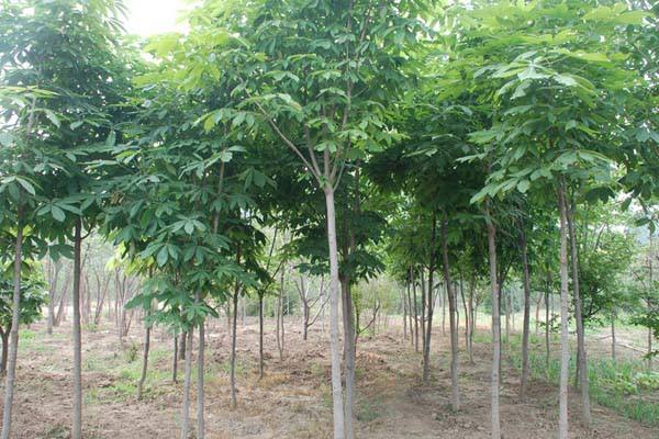 七叶树是什么植物？七叶树象征着什么？