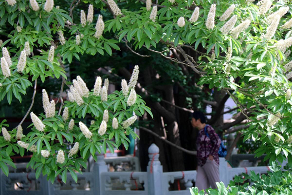 七叶树
