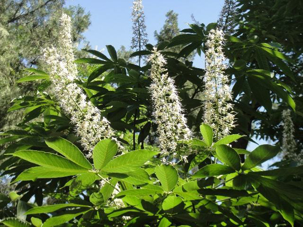 七叶树开花