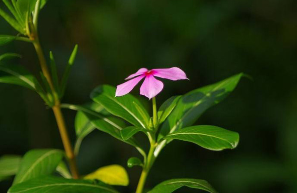 长春花