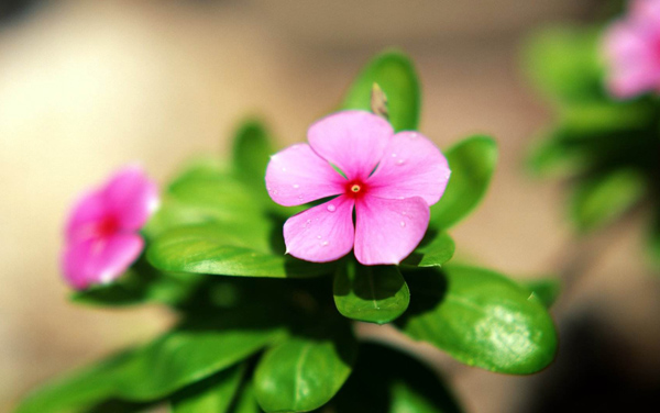 长春花