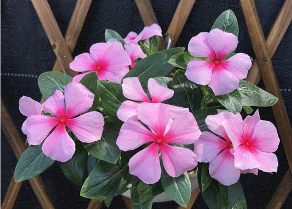 长春花