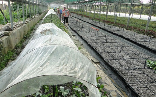 美国红枫有几种育苗方法?美国红枫的育苗方法