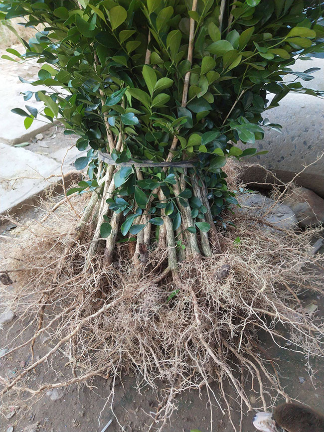 九里香适合哪些地方种植