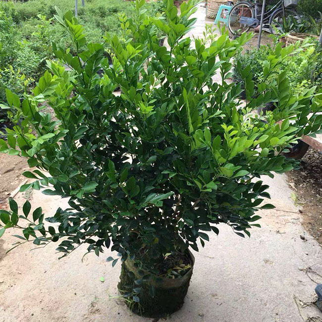 九里香适合哪些地方种植