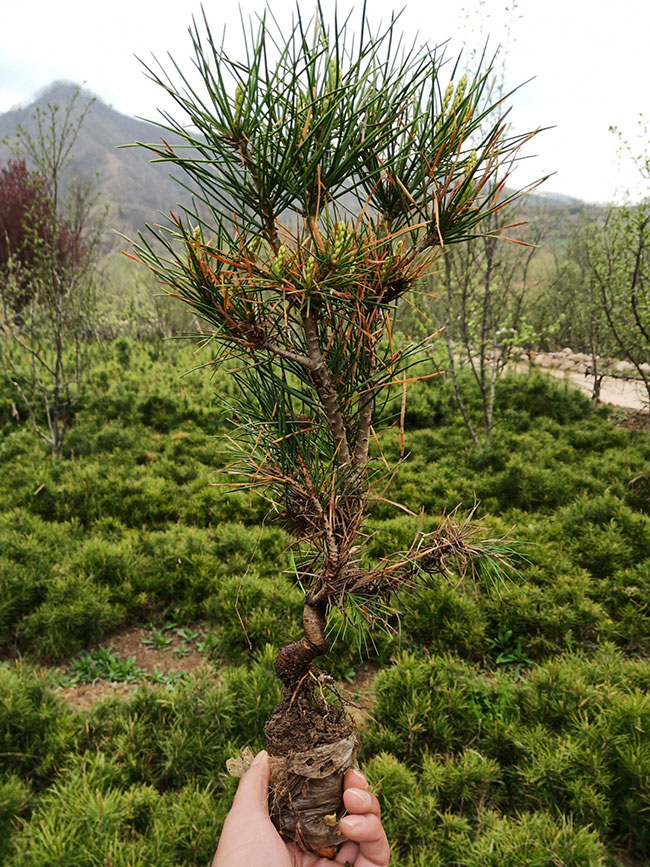 什么时候种植白皮松?白皮松适合北方种植吗?