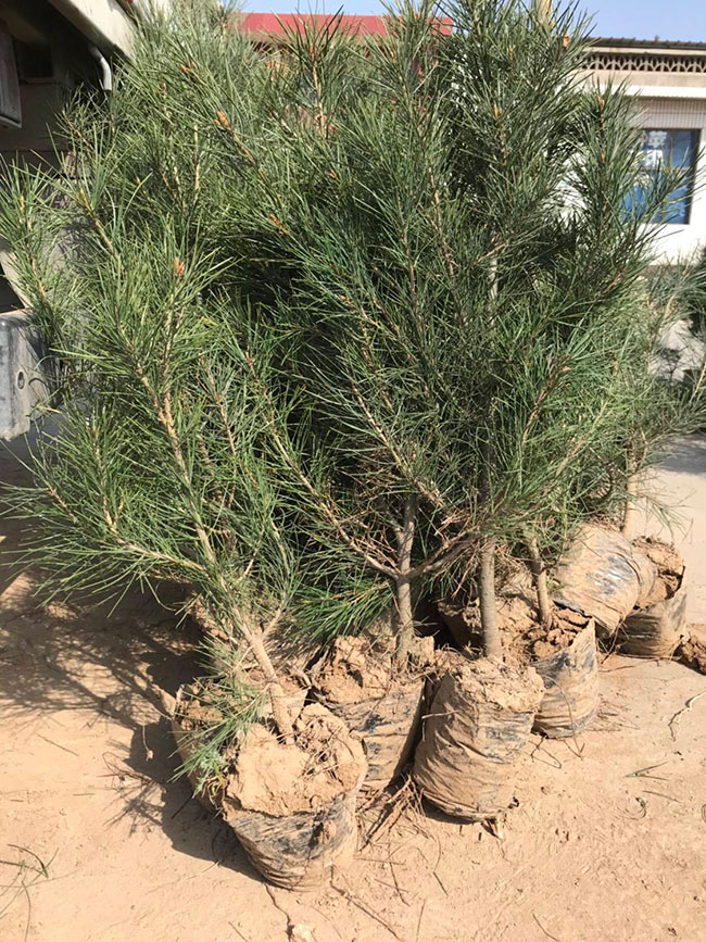 什么时候种植白皮松?白皮松适合北方种植吗?