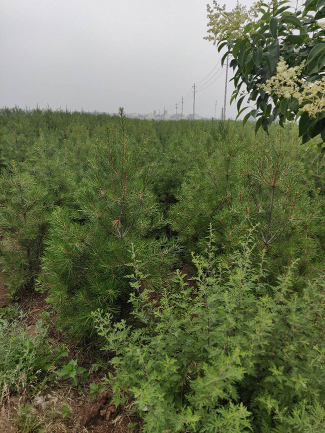 什么时候种植白皮松?白皮松适合北方种植吗?