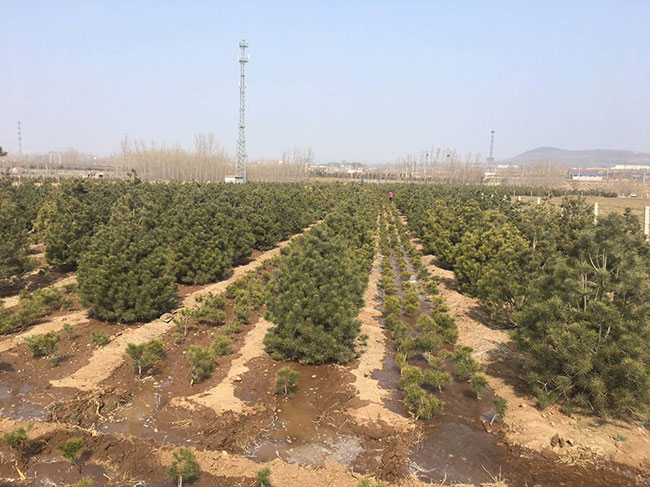 白皮松怎么种植?白皮松树苗的种植管理技术