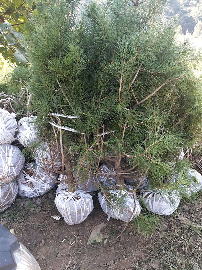 白皮松怎么种植?白皮松树苗的种植管理技术