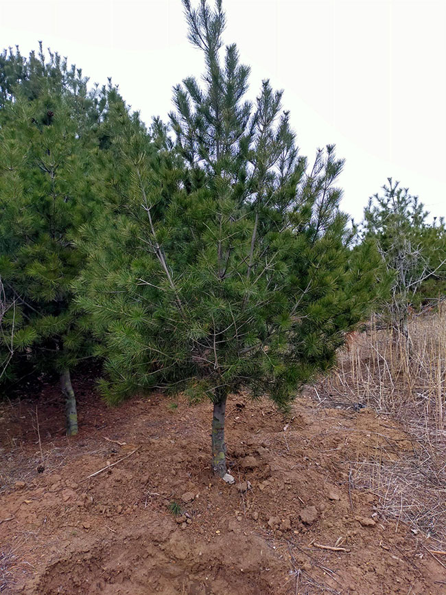 白皮松怎么种植?白皮松树苗的种植管理技术