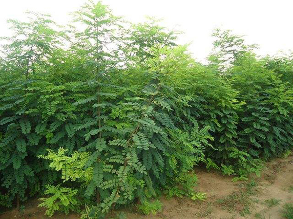 怎么培育刺槐树苗？刺槐树苗育苗种植技术