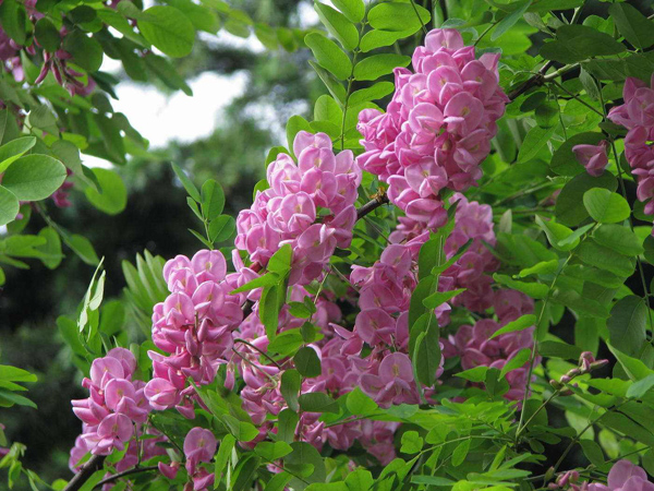 红花刺槐