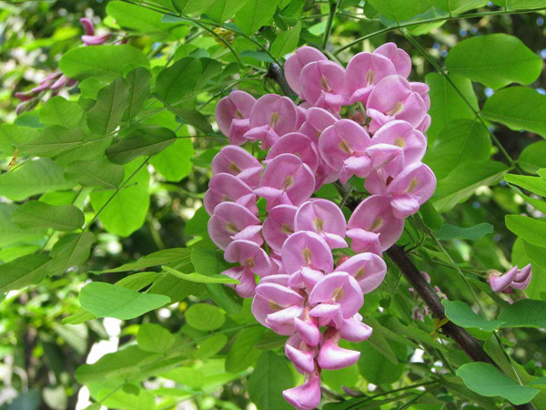 红花刺槐