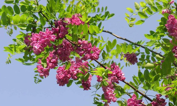 红花刺槐
