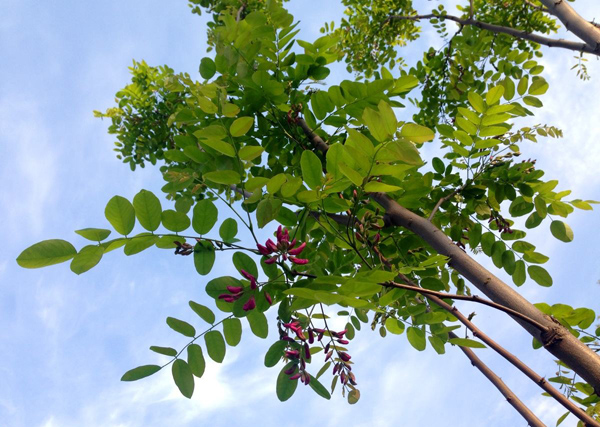 红花刺槐