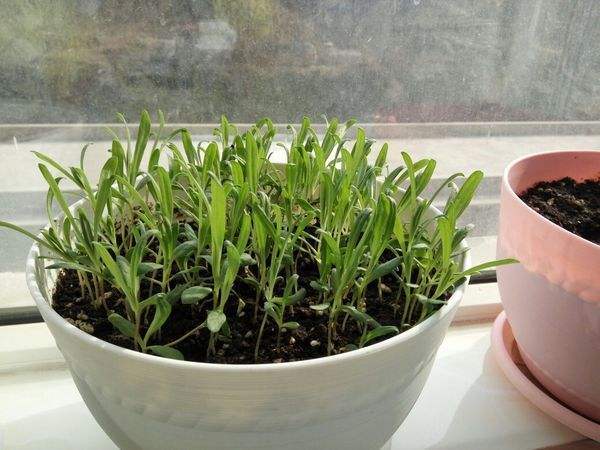 满天星小苗