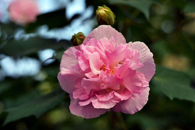 芙蓉花什么时候开花?芙蓉花花期有多长时间?